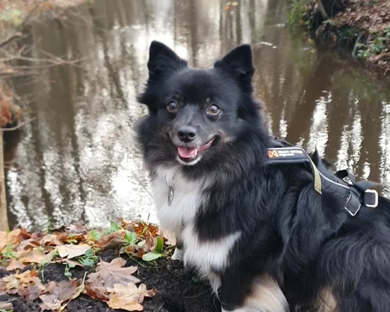 Dr. med. vet. Karen Opelt