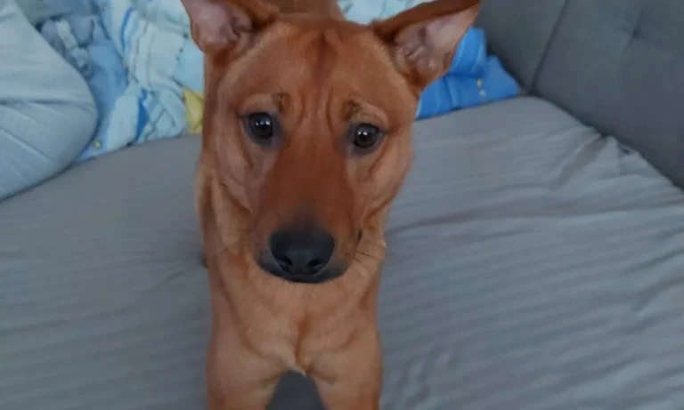 Dr. med. vet. Karen Opelt