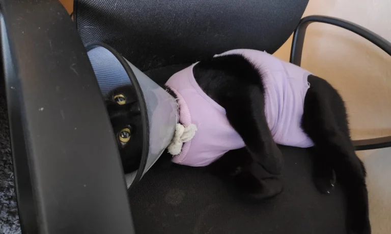 Dr. med. vet. Karen Opelt