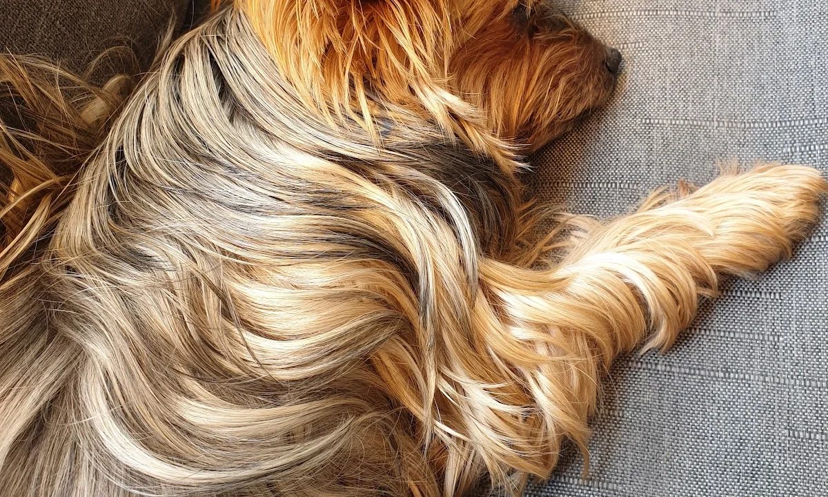 Tierarzt Dr. med. vet. Karen Opelt Hamburg