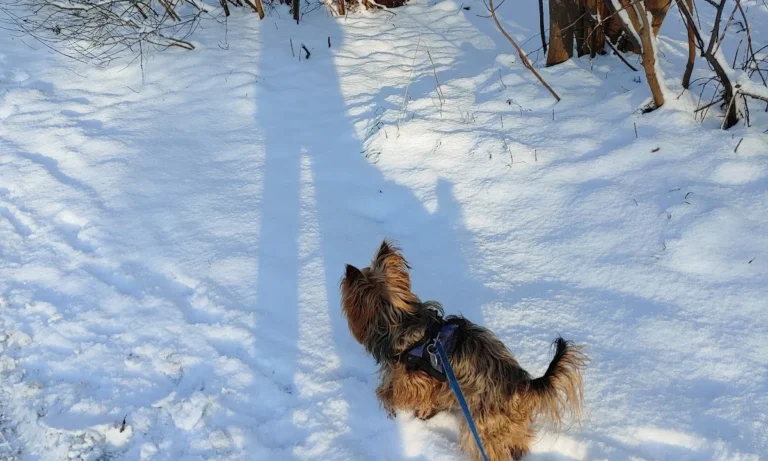 Dr. med vet Kerstin Reich