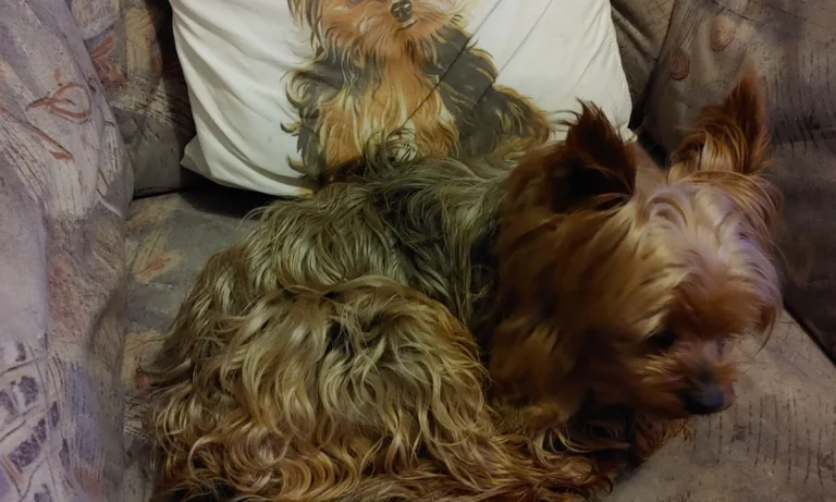 Dr. med vet Kerstin Reich