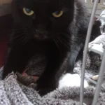 Dr.med.vet. Kristin Breithardt Tierärztin