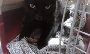 Dr.med.vet. Kristin Breithardt Tierärztin