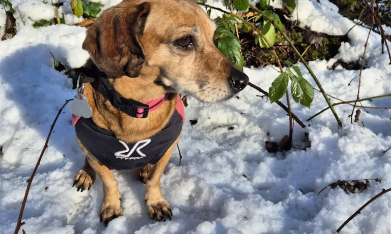 Dr.med.vet. Kristin Breithardt Tierärztin