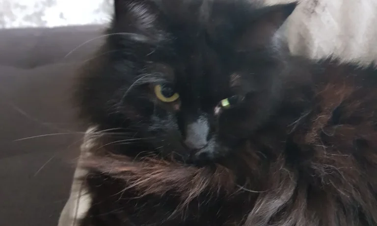 Dr.med.vet. Kristin Breithardt Tierärztin