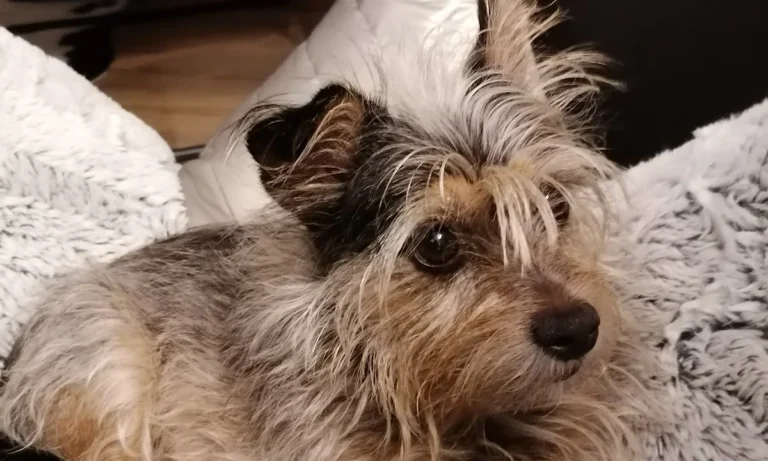 Dr.med.vet. Kristin Breithardt Tierärztin