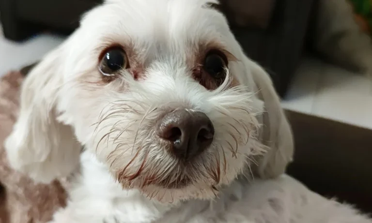 Dr.med.vet. Kristin Breithardt Tierärztin