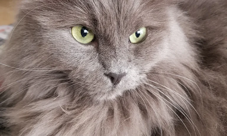 Dr.med.vet. Kristin Breithardt Tierärztin