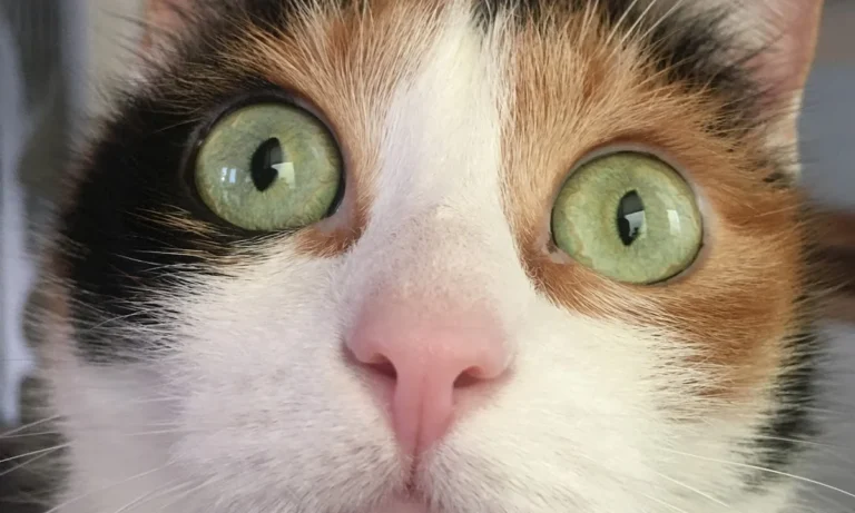 Dr.med.vet. Kristin Breithardt Tierärztin