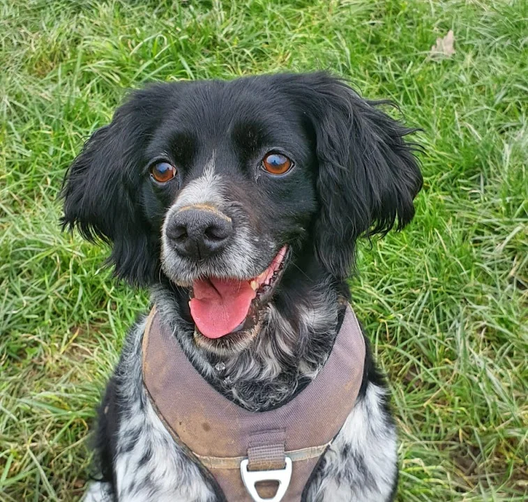 Dr.med.vet. Kristin Breithardt Tierärztin