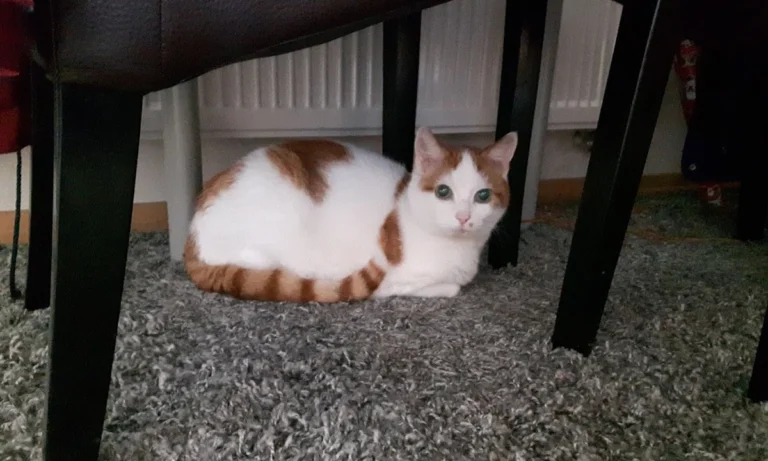 Dr.med.vet. Kristin Breithardt Tierärztin