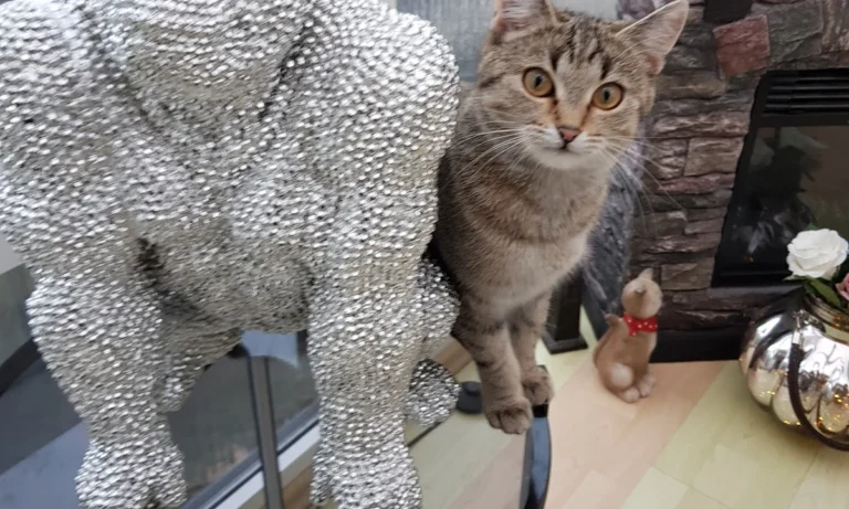 Dr.med.vet. Kristin Breithardt Tierärztin