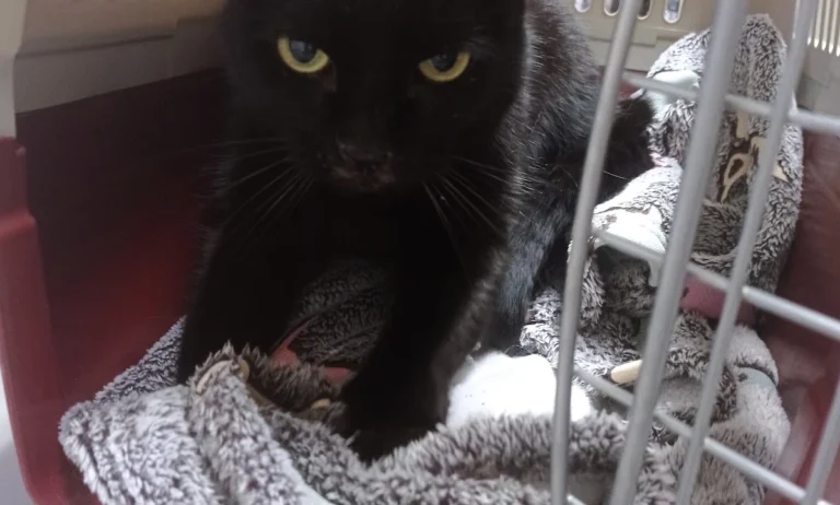 Dr.med.vet. Kristin Breithardt Tierärztin