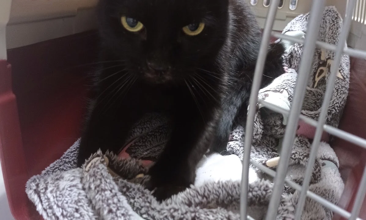 Tierarzt Dr.med.vet. Kristin Breithardt Tierärztin Solingen