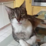 Dr.med.vet. Kristina Rottmayer