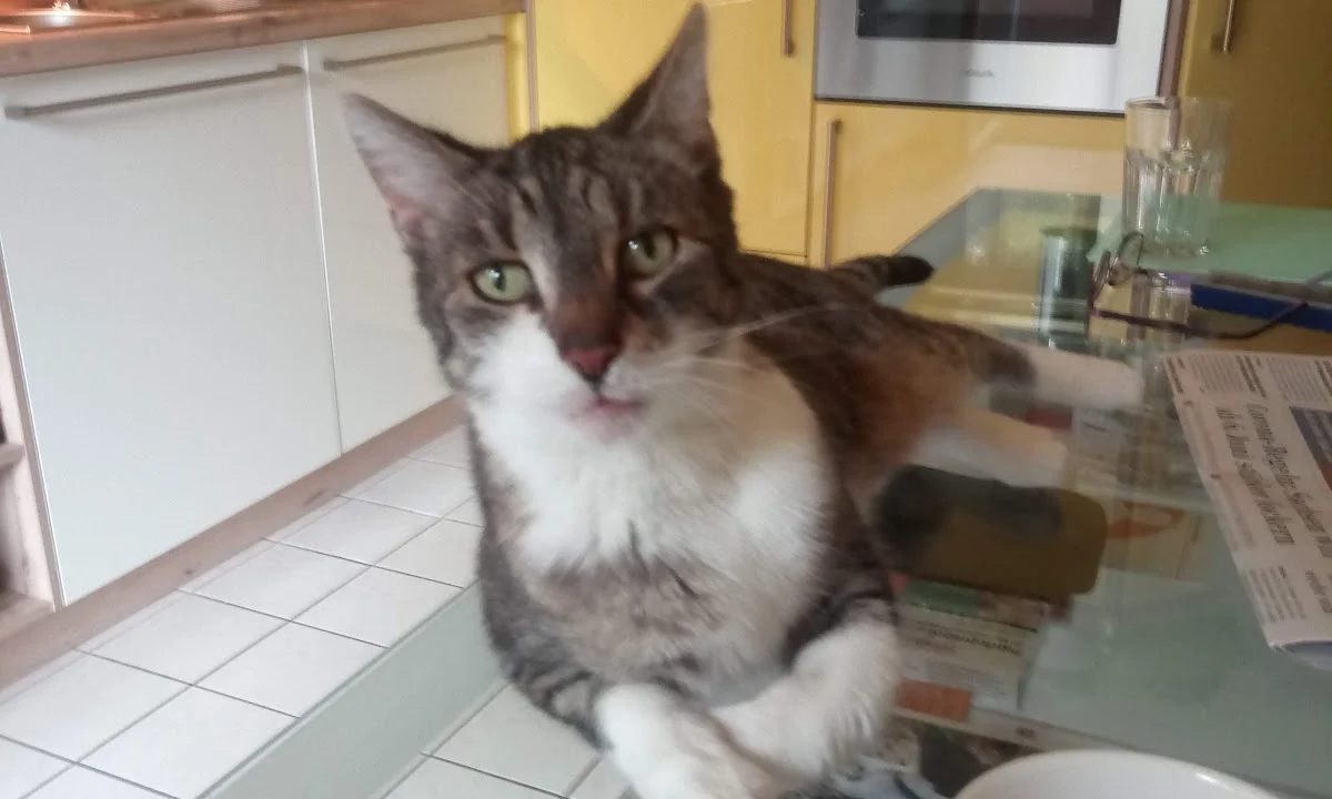 Tierarzt Dr.med.vet. Kristina Rottmayer Leipzig