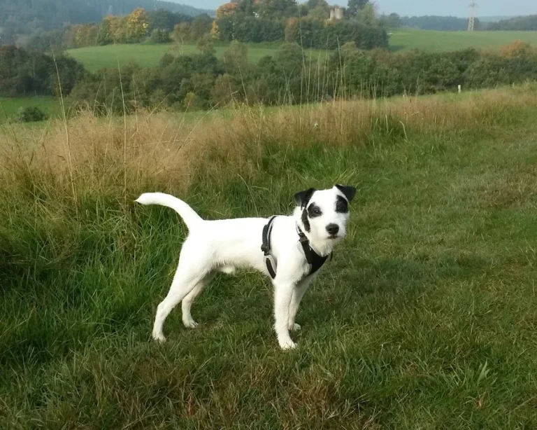 Dr.med.vet. Marco Germann Tierarzt