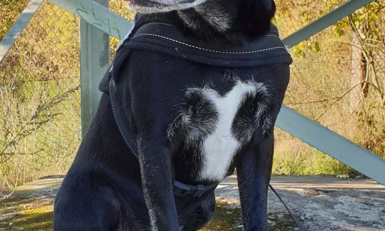 Dr.med.vet. Marco Germann Tierarzt