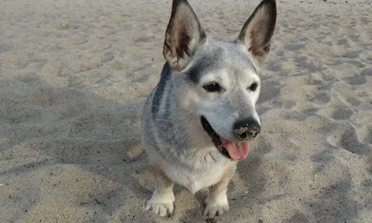 Dr.med.vet. Marco Germann Tierarzt