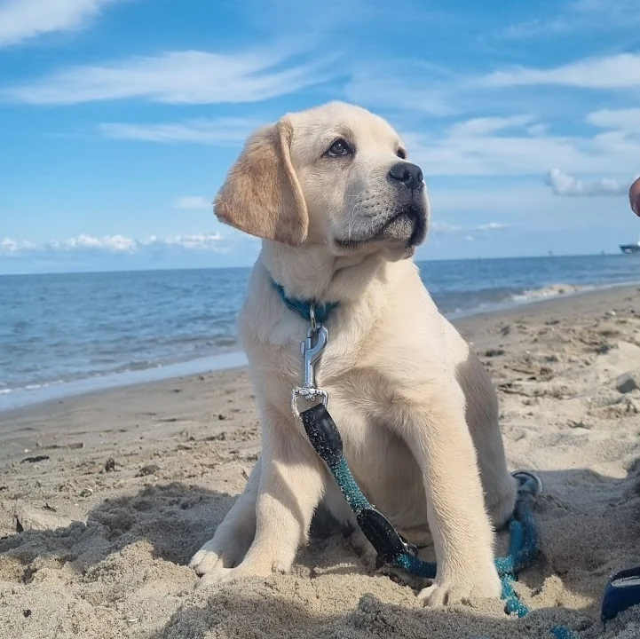 Dr.med.vet. Marco Germann Tierarzt