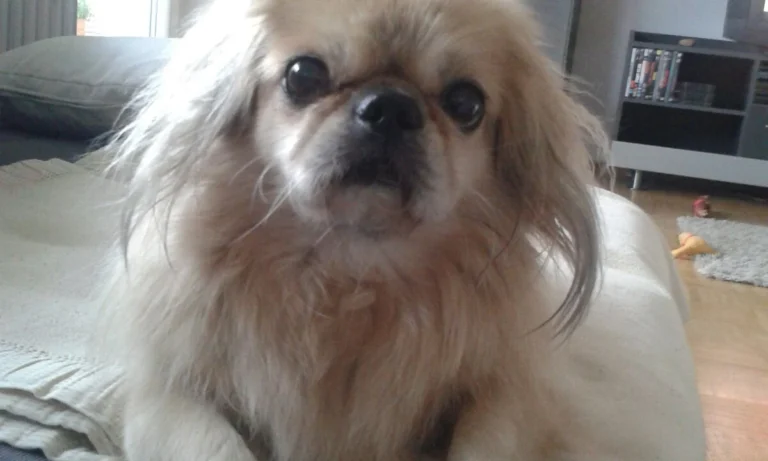 Dr.med.vet. Marco Germann Tierarzt