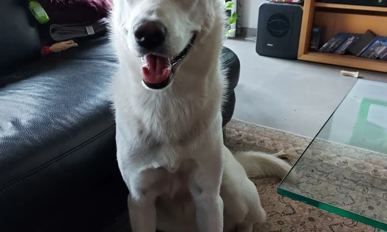 Dr.med.vet. Marco Germann Tierarzt