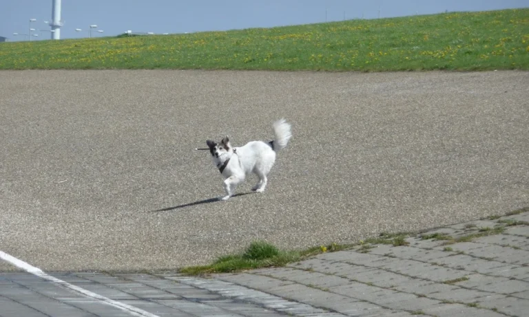 Dr.med.vet. Marco Germann Tierarzt