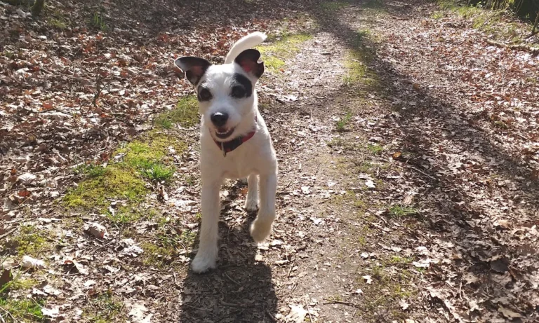 Dr.med.vet. Marco Germann Tierarzt