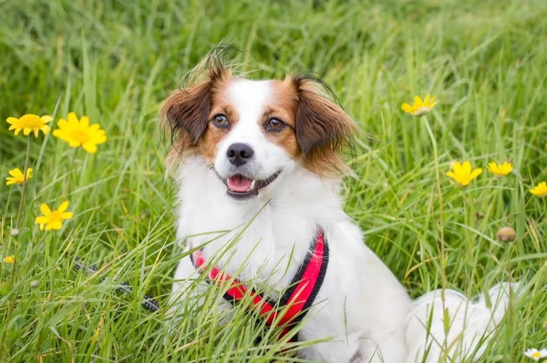 Tierarzt Dr.med.vet. Marco Germann Tierarzt Siegen