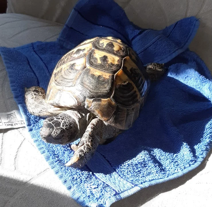 Dr. med. vet. Mario Erler