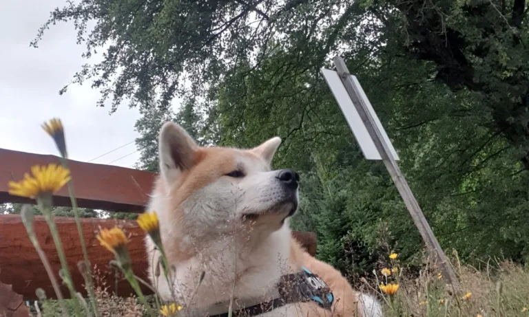 Dr. med. vet. Markus Waibel Tierarzt