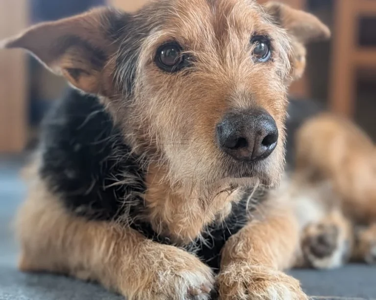 Dr. med. vet. Markus Waibel Tierarzt