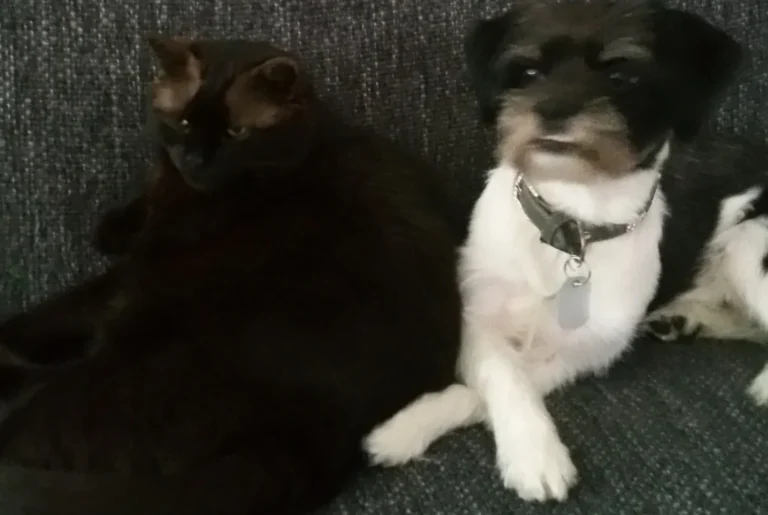 Dr. med. vet. Markus Waibel Tierarzt