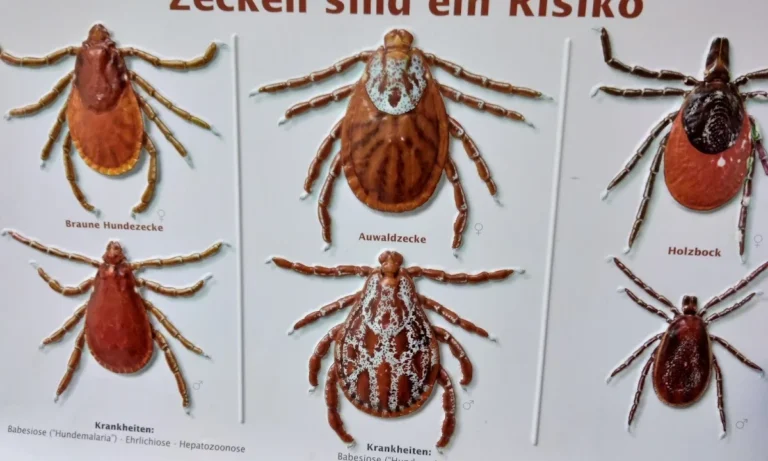 Dr.med.vet. Markus Weber Tierarzt