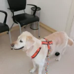 Dr.med.vet. Martin Schweizer