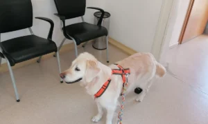 Dr.med.vet. Martin Schweizer