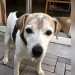 Dr.med.vet. Michael Göde