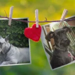 Dr. med. vet. Peter Hauck