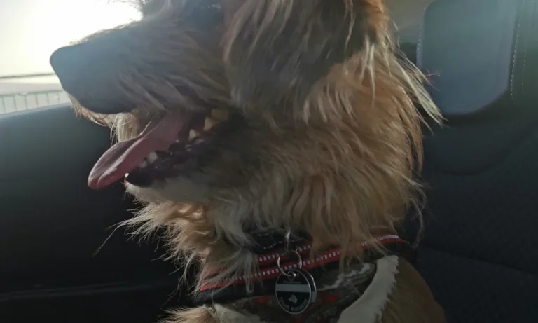 Dr. med. vet. Peter Hauck