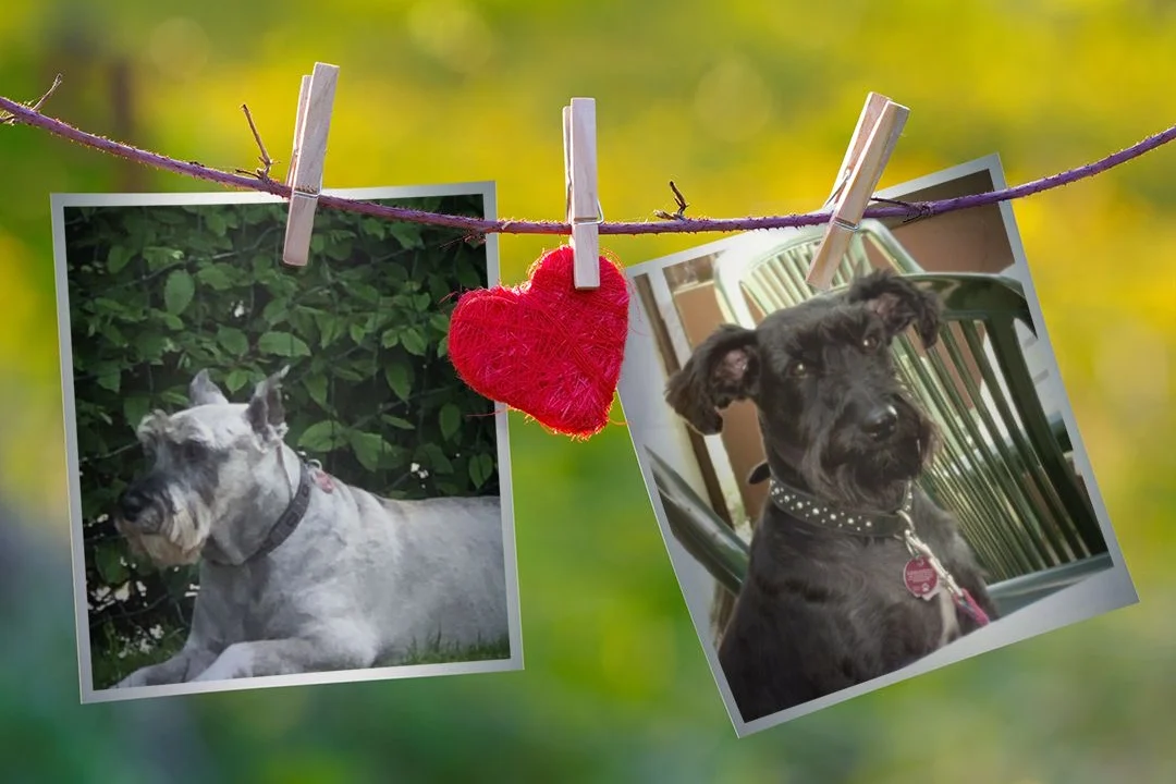 Tierarzt Dr. med. vet. Peter Hauck Koblenz