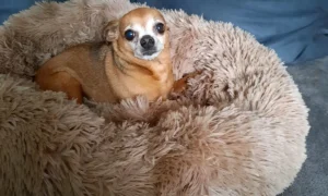 Dr.med.vet. Renate Schroeder Tierärztin