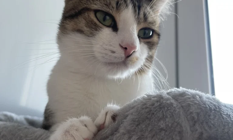 Dr.med.vet. Sabine Schweinbeck Tierärztin