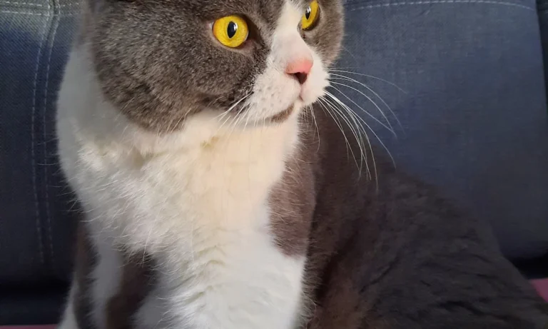 Dr.med.vet. Sabine Schweinbeck Tierärztin