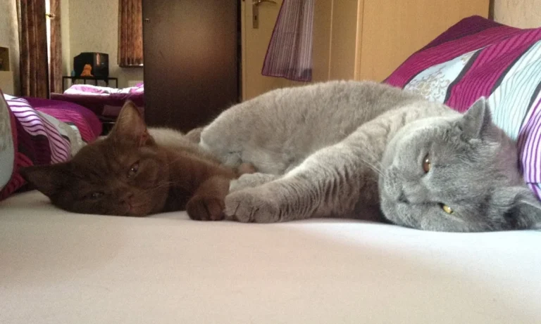 Dr. med. vet. Sandra Härtter Tierarztpraxis