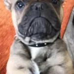 Dr. med. vet. Stefan Schultheis