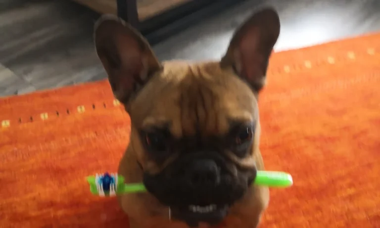 Dr. med. vet. Stefan Schultheis