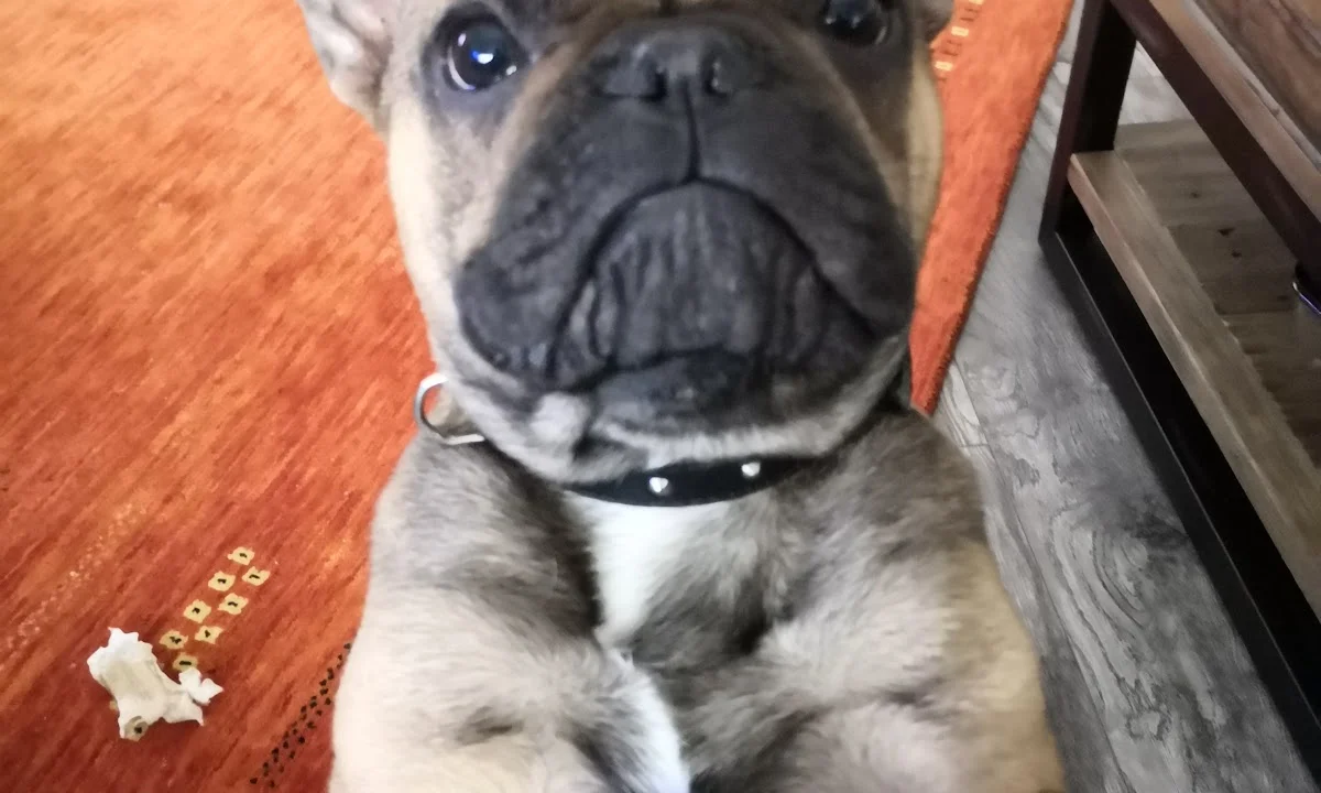 Tierarzt Dr. med. vet. Stefan Schultheis Bochum