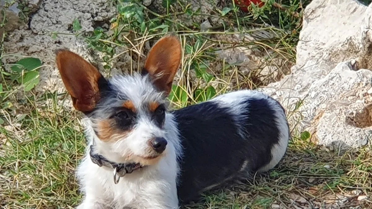 Tierarzt Dr. med. vet. Susanne Matthei Mönchengladbach