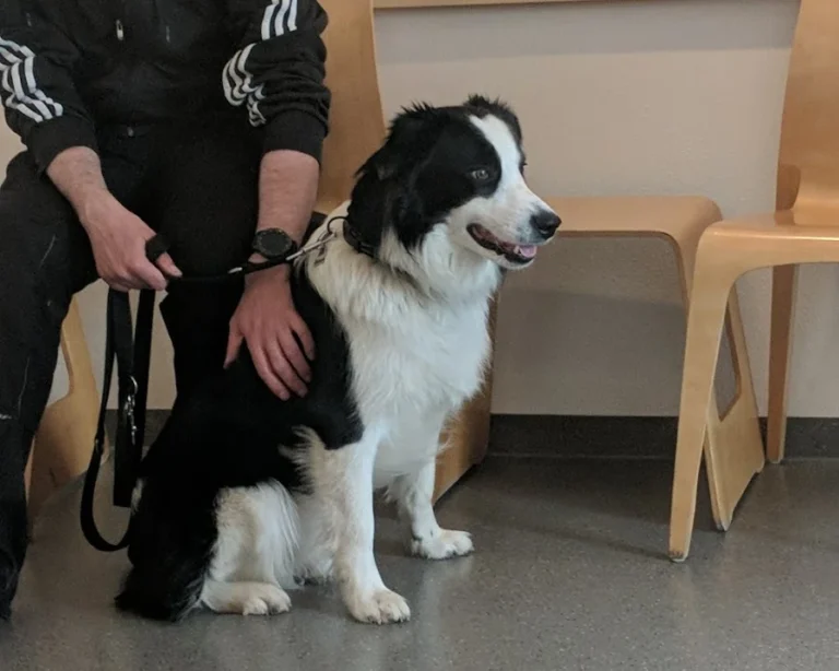Dr.med.vet. Ulf-Dieter Pauling